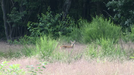 Rehkalb-Versteckt-Sich-In-Hohen-Gräsern