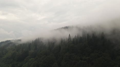 Trees-covered-in-beautiful-layer-of-mist-giving-of-a-feeling-of-magic