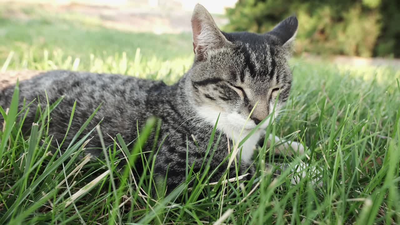 gato atigrado gris serio relajándose al aire libre en el campo de hierba verde