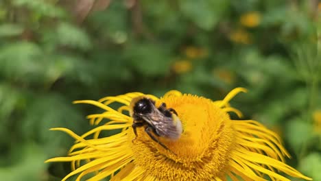 una abeja se sienta en una flor amarilla en cámara lenta