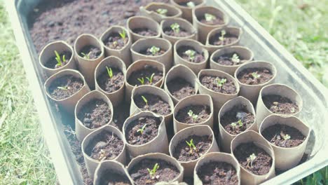 sprouting vegetables seeds in recycled toilet roll tubes