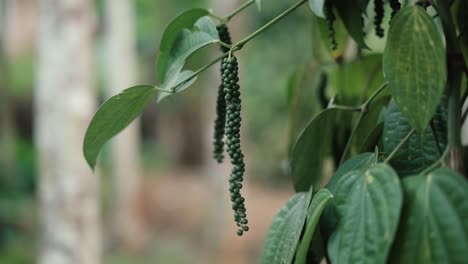 Primer-Plano-Zoom-En-La-Toma-De-La-Planta-De-Pimienta-Negra-Con-Granos-De-Pimienta