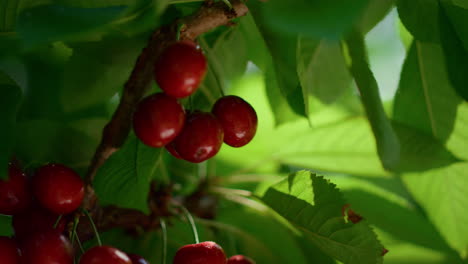 Organic-cherry-leaf-branch-tree-at-farm-plantation.-Berry-ripening-at-greenhouse