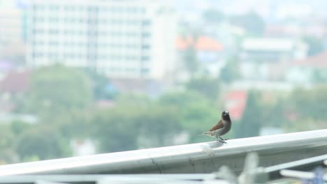 munia bird sitting, moving on a balcony railing