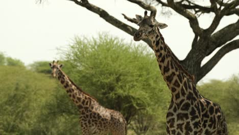 una familia de dos jirafas se esconden del sol abrasador a la sombra de los árboles