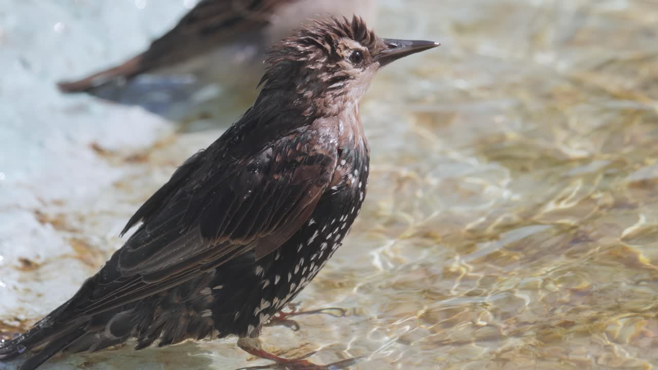 스터링은 열에서 탈출하고 연못에 수영합니다. 일반 스터링 (sturnus vulgaris) 은 북미에서 유럽 스터링으로도 알려져 있습니다.