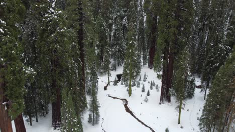 aerial flyover looking down at a narrow creek cutting through a snow covered forest floor at sequoia national park