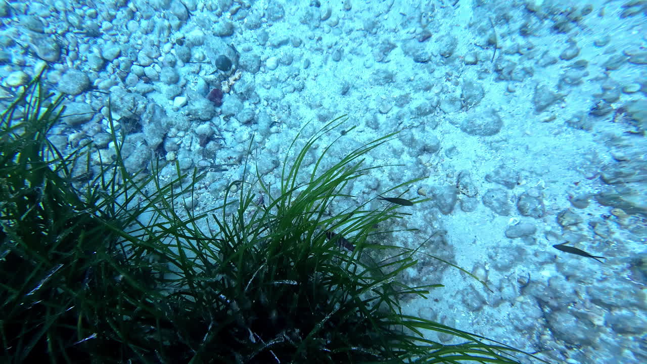 plantas submarinas, peces y piedras, vista de pov del buzo