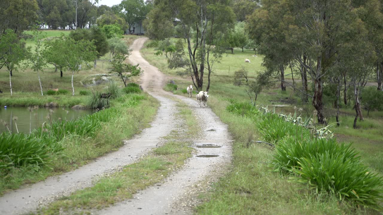 귀여운 비포장 도로를 걷는 자연 농장의 숫양과 양