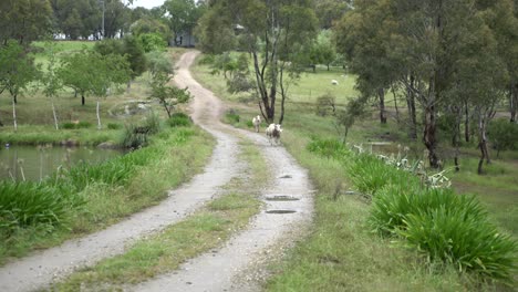 carnero y corderos salvajes en la naturaleza granja caminando en camino de tierra lindo