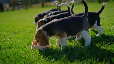 widok boczny: grupa szczeniąt beagle'a je jedzenie z osobistych misek. na dobrze pielęgnowanym zielonym trawniku w pobliżu domu