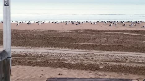 Passing-through-wooden-boardwalk-handrail-and-closing-to-flock-of-seagulls-standing-on-the-beach,-morning-peaceful-sea-shore-atmosphere