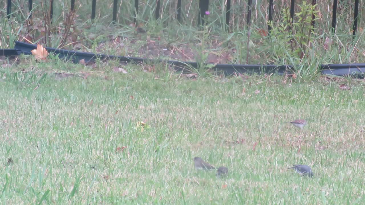 아름다운 거북이들이 먹이를 찾기 위해 풀 위를 고 있습니다.