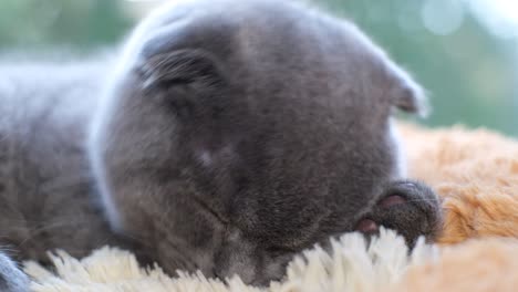 sleeping gray kitten