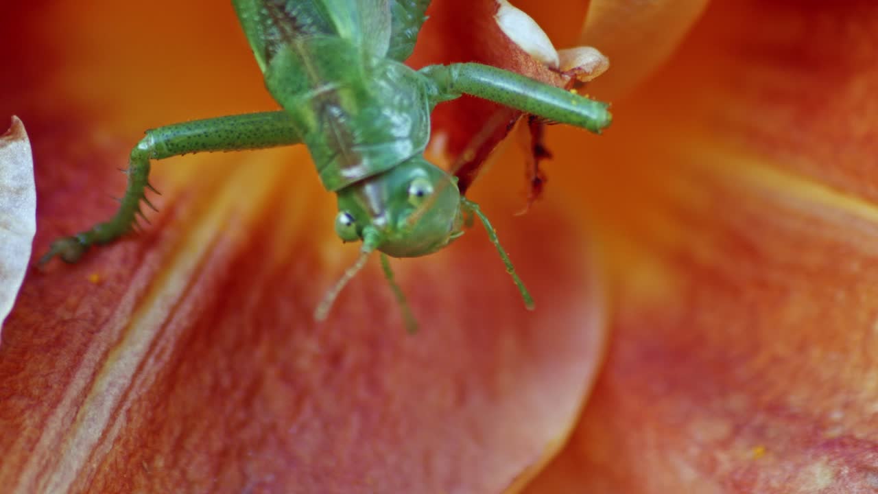 un primer plano de una gran cabeza de saltamontes verde comiendo una flor de naranja en flor