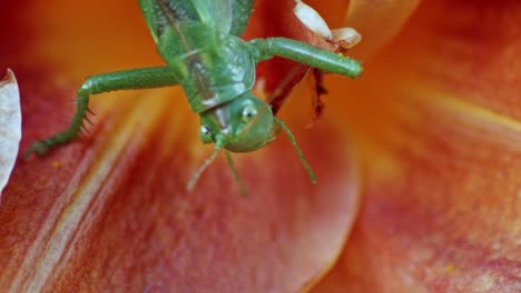 Eine-Nahaufnahme-Eines-Grünen-Grashüpferkopfes,-Der-Eine-Orange-Blühende-Blume-Frisst