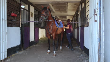 horse grooming and preparation in a stable