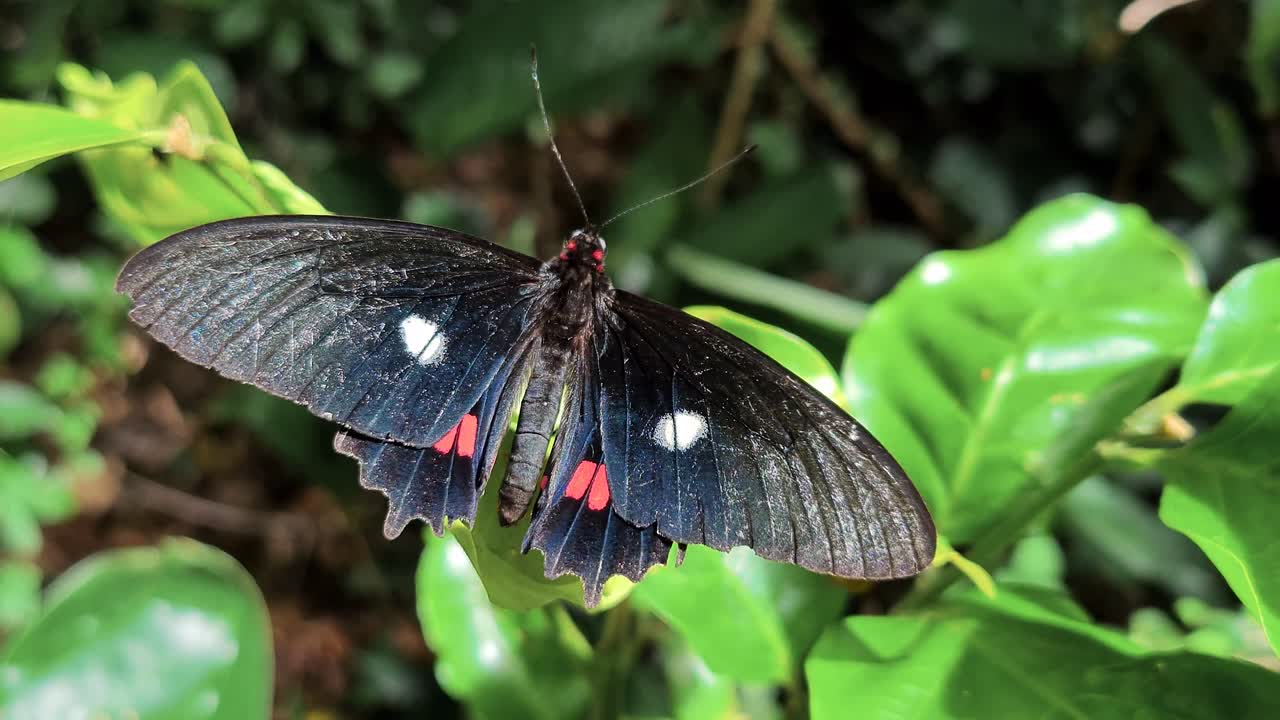 Scene of rare butterfly of black colors and bird eyes with bright red pimtas flapping its wings in the vegetation