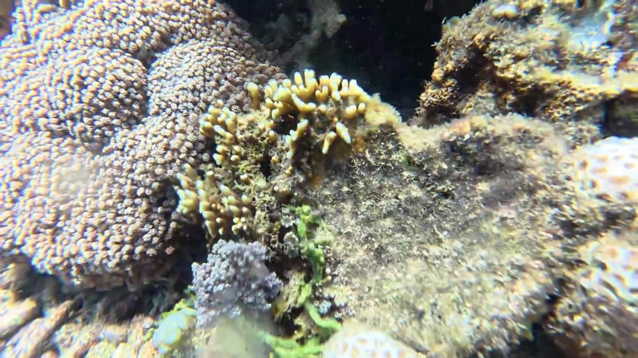 Ecosistema sottomarino di barriera corallina diversificato