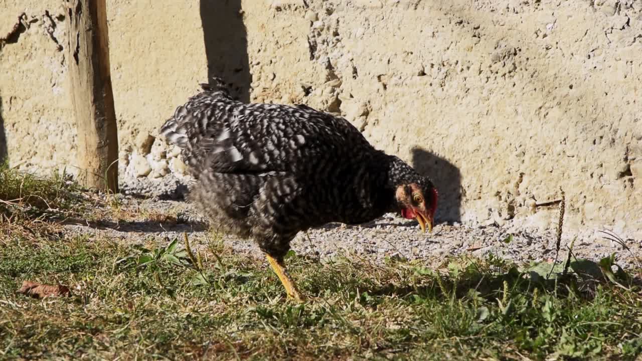 Černobílá slepice s jednou nohou klove do země při hledání potravy