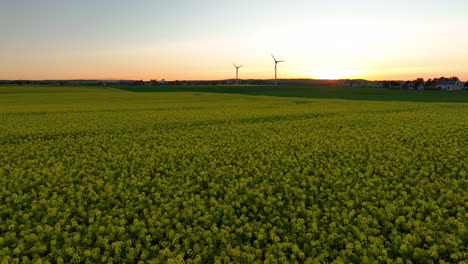 Vista-Aérea-De-Un-Campo-De-Flores-Amarillas-Al-Atardecer-Con-Turbinas-Eólicas-Al-Fondo