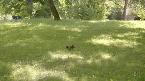 Red-Squirrels-On-The-Grassy-Park-In-Summer