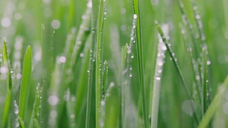 green grass close-up super macro shooting.