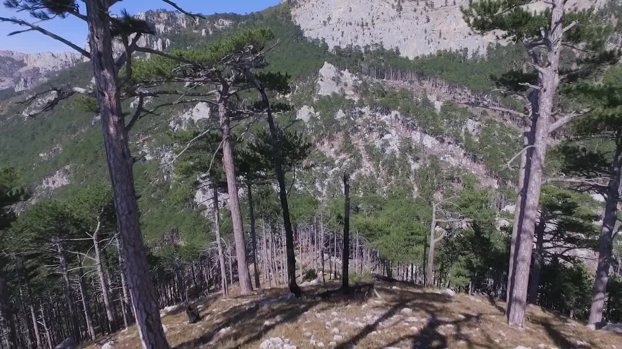 소나무와 바위 지형이 있는 산악 숲 풍경