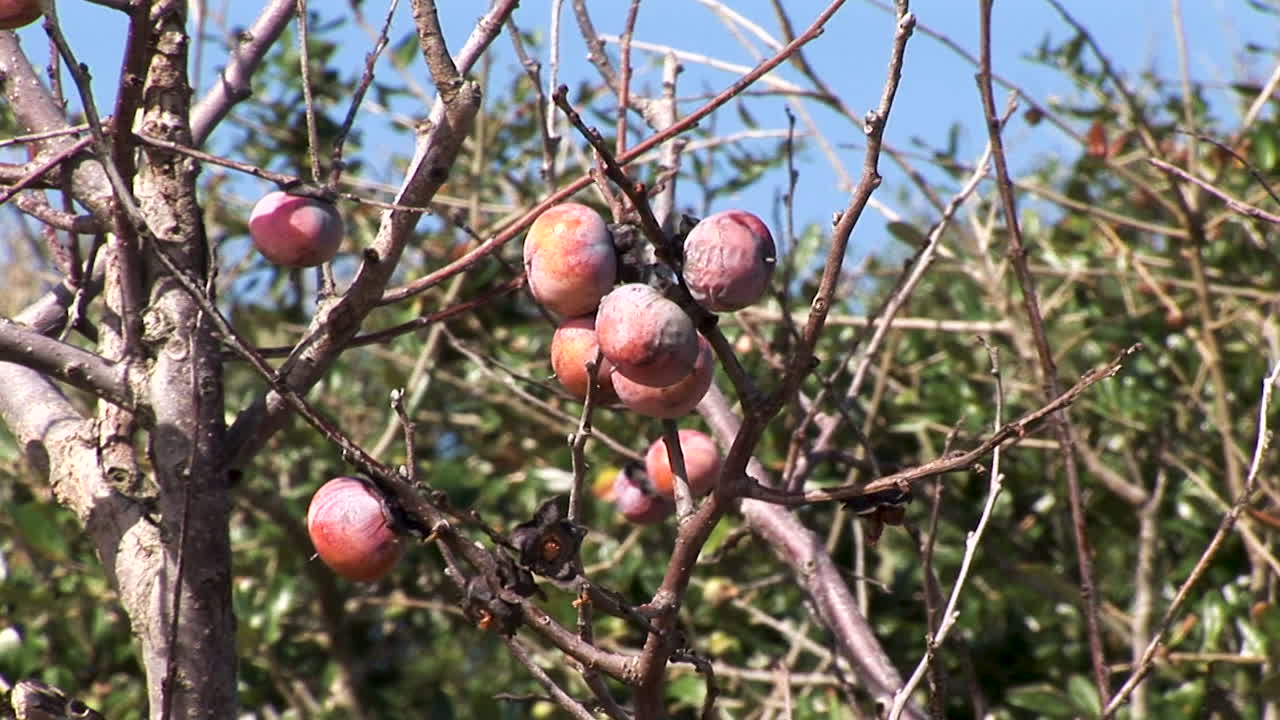 caquis silvestres que crecen en una rama en invierno