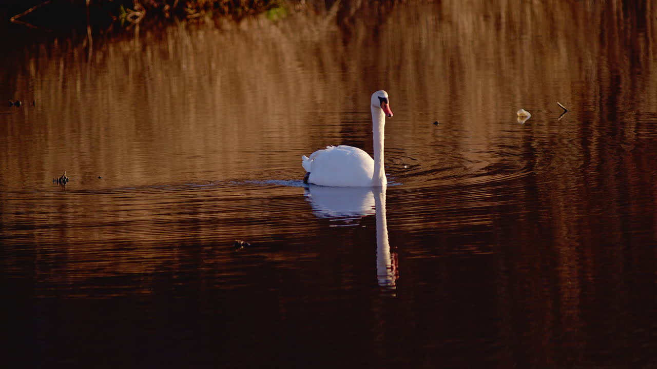 Swan behaviors in spring filmed at high speed: grooming and courting.