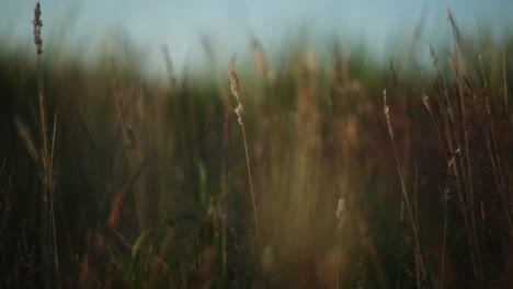 sunset meadow grass