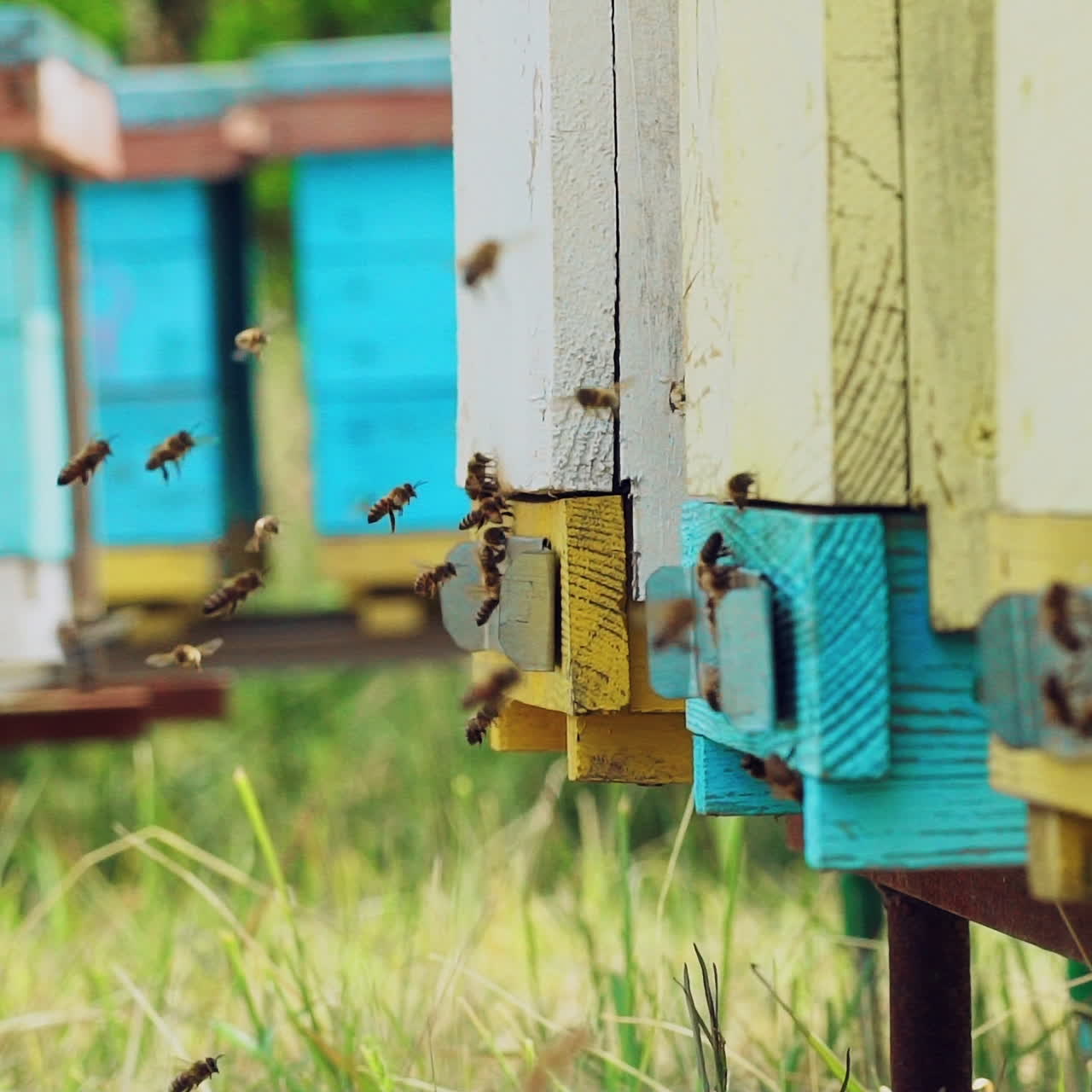 Many bees flying to their colored hives in a sunny day. Bees actively carry pollen and honey over the green grass. Slow motion