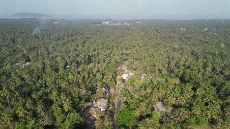 coconut tree farm in alibaug drone view