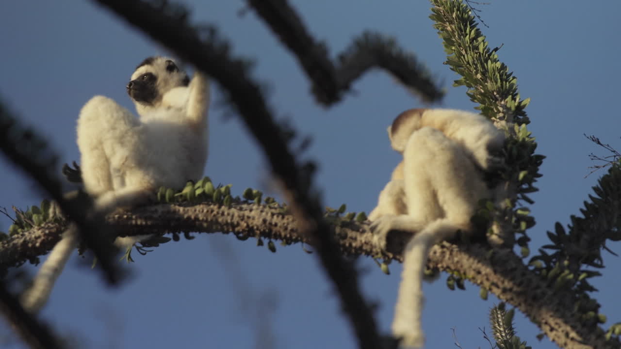 dos sifakas verreauxi relajándose encima de un cactus pulpo en madagascar