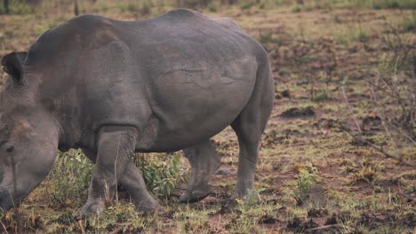 white rhinoceros in muddy african grassland walking slowly out of shot