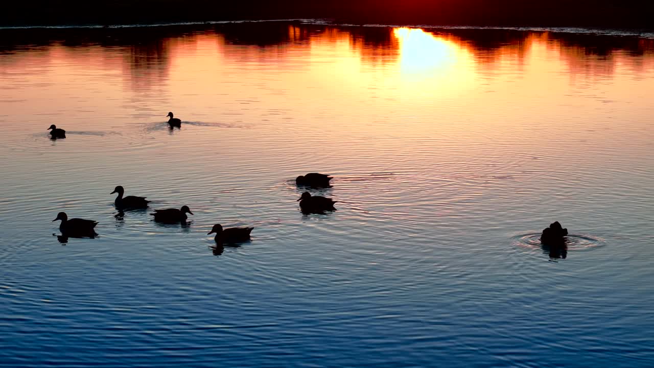 Sunrise Golden Hour - Gaborone Botswana's Water Delta featuring Ducks Slowly Swimming - 4K Quality Drone Footage