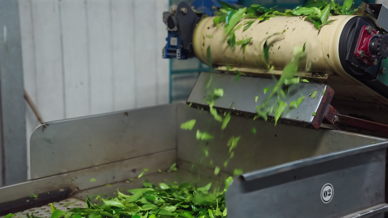 Close up of tea leaves falling from shakerller machine during processing in Sri Lanka tea factory