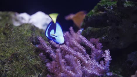 blue tang swimming among colt corals in the tropical aquarium