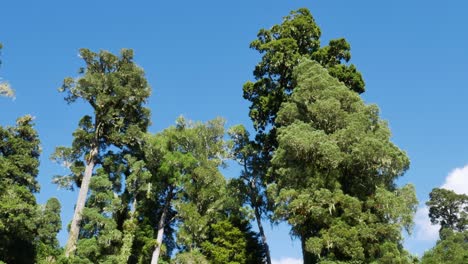 panning shot of large tropical trees against blue sky at whirinaki te pua-a-tāne conservation park,new zealand