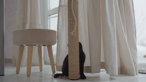 american curl cat with curved ears investigating rope wrapped table leg beside curtain near stool while yorkshire terrier puppy sniffs around food bowl by snowy patio door on tiled kitchen floor