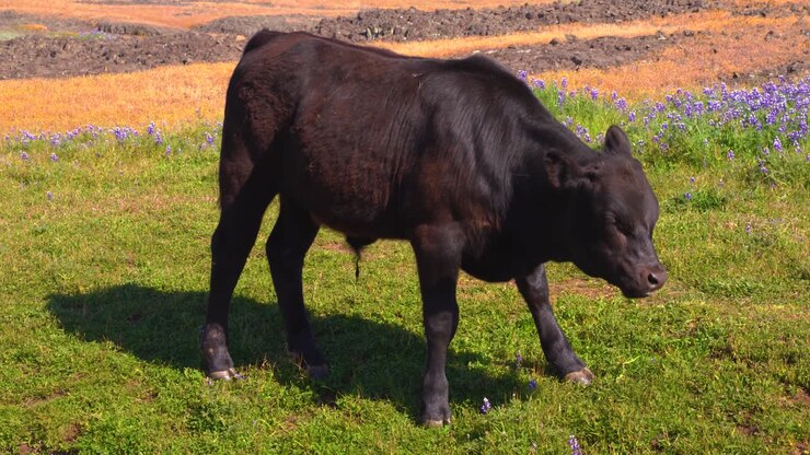 Giovani bovini dal pelo folto che pascolano e ruminano, stando in piedi e muovendosi su una collina erbosa sotto un cielo blu limpido e soleggiato, con fiori selvatici californiani, erba e rocce laviche.