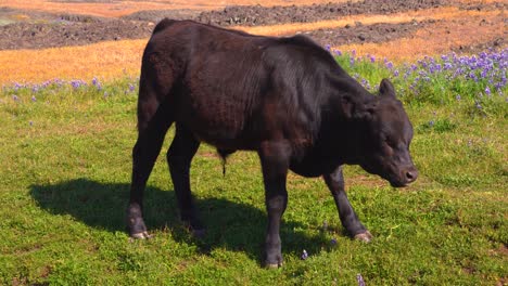 young hairy cattle grazing and chewing while standing and moving around on a grassy hill with a bright sunny blue sky with californian wild flowers grass and lava rocks