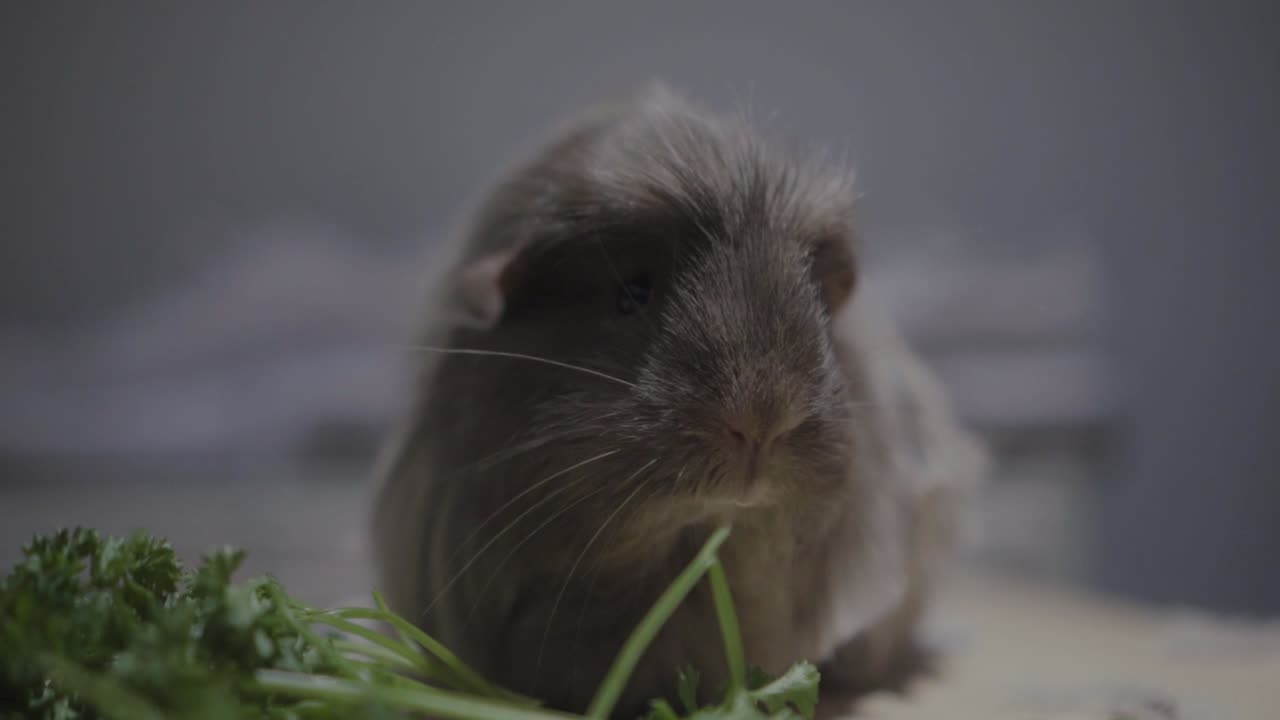 un primer plano de un conejillo de indias de pelo largo comiendo