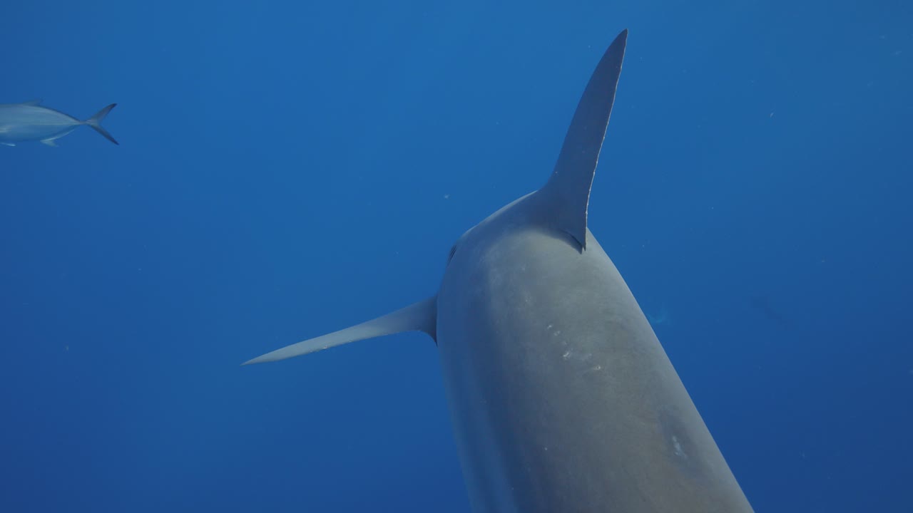 tiburón toro nadando lejos en el abismo azul con aletas cinematográficas