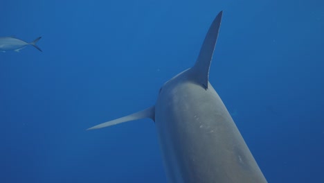 bull shark swimming away into blue abyss with fin up cinematic