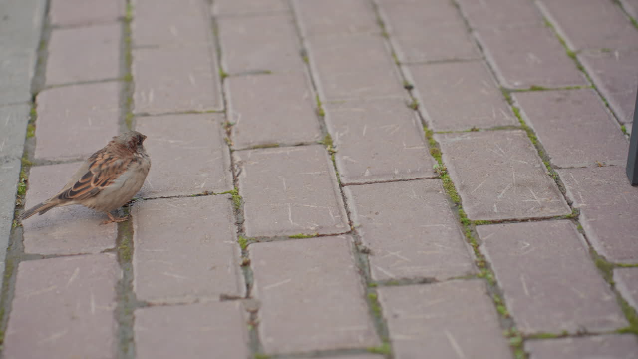 Small sparrow on brick pavement near wooden deck, soft morning light, subtle moss between joints, bird hops, pecks at crumbs, pauses to listen, shallow focus and muted palette capture calm urban