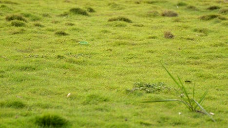 Garten-Grünes-Gras-Nahaufnahme