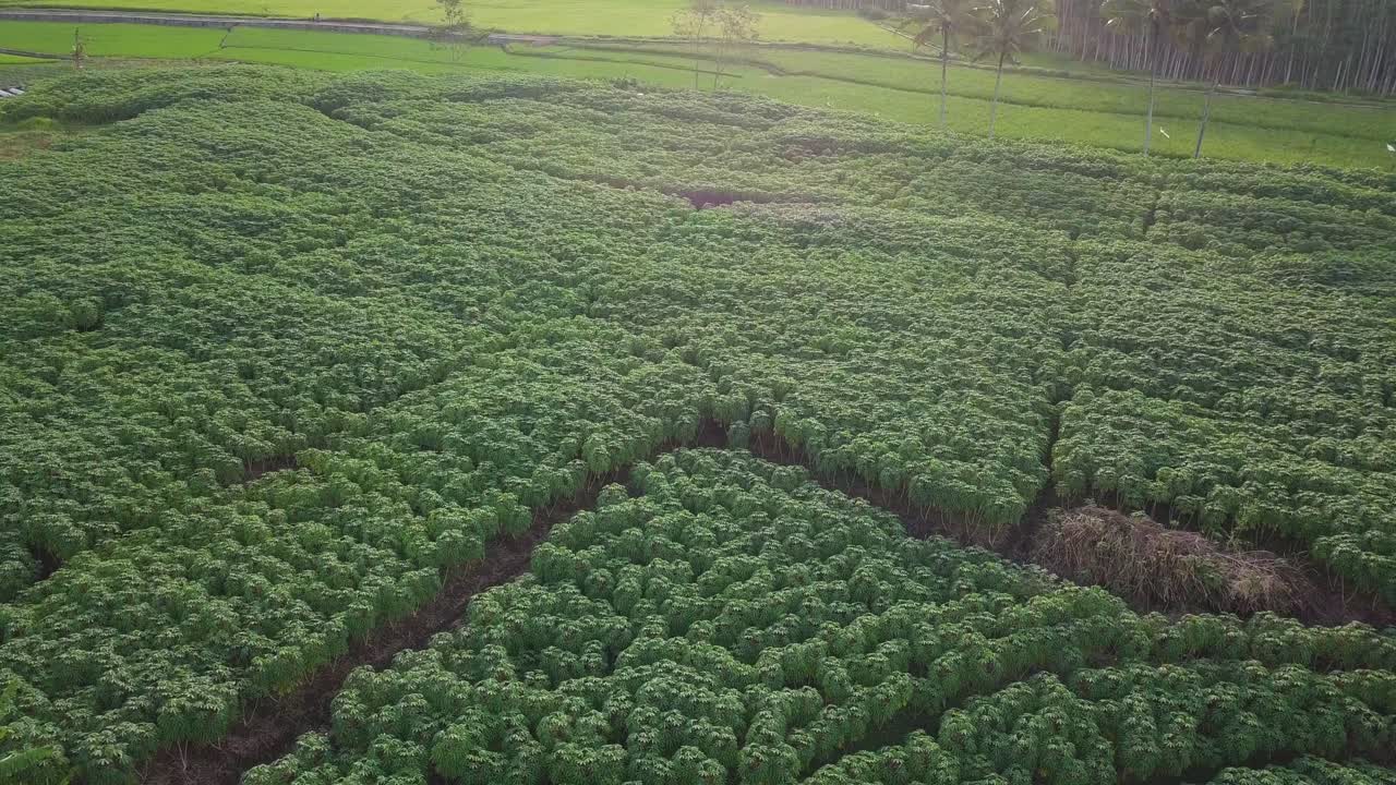 plantación de yuca orgánica