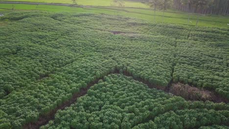 organic cassava plantation