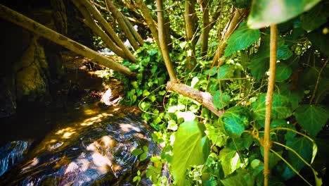 muy hermosa cascada con la luz del sol que pasa a través de las hojas de los árboles en argelia